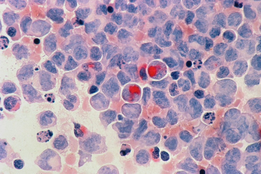 Mouse Splenocytes CD8+ T Cell Isolation Kit   -1 Kit