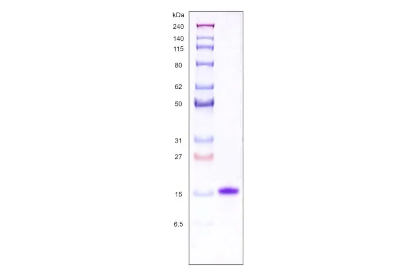 Recombinant Human Galectin 1, His Tag -50 ug
